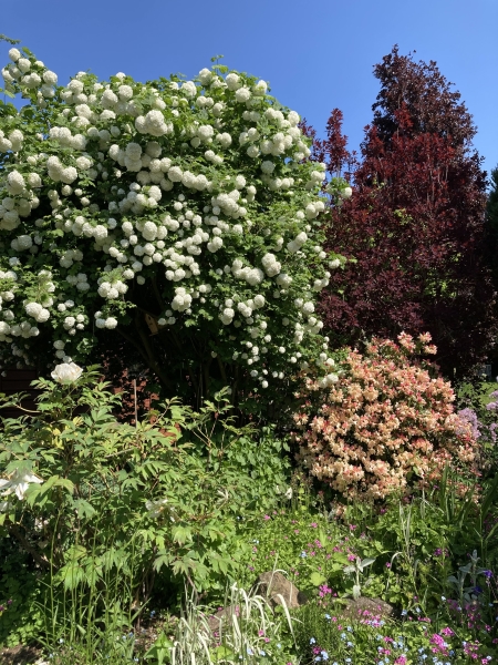 The Hollies, 36 Symonds Lane